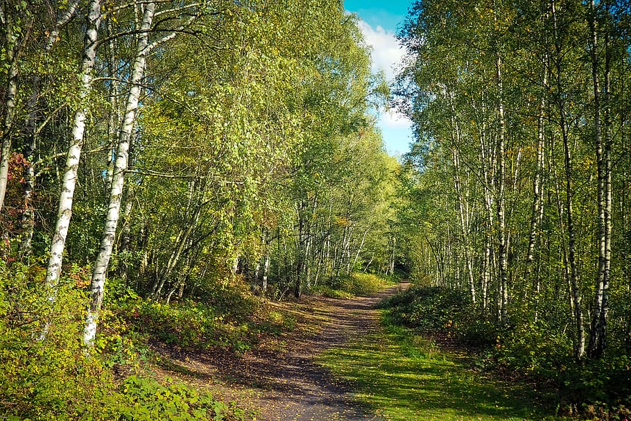 empty road between green leaf trees, forest, nature, landscape HD wallpaper