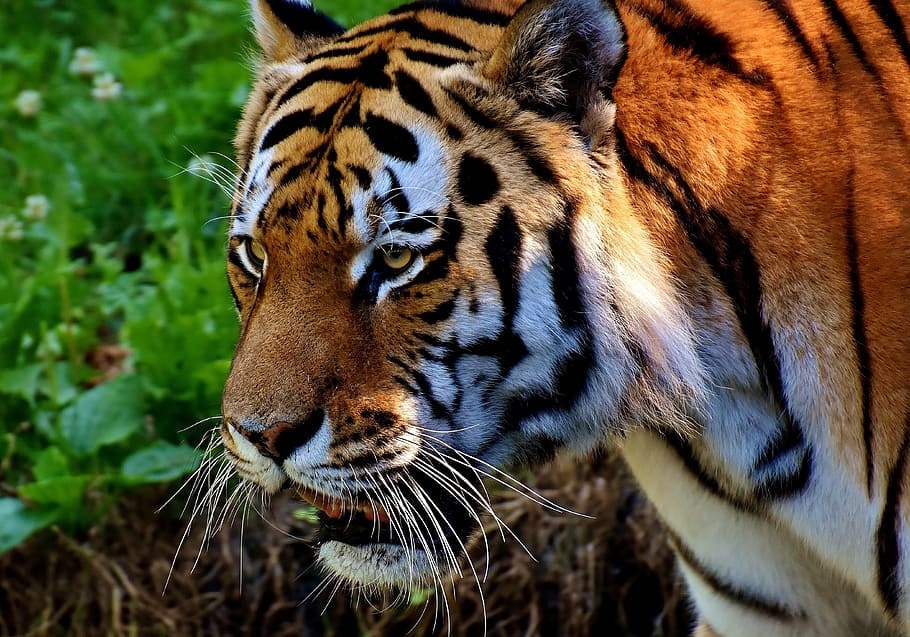 closeup photography of tiger at forest, predator, fur, beautiful HD wallpaper