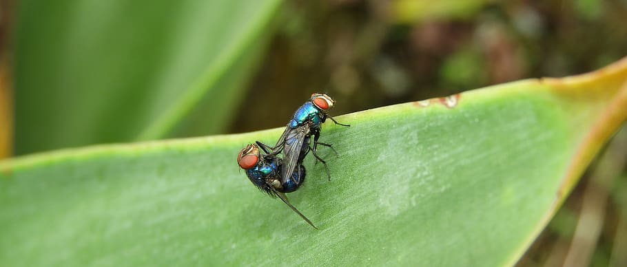 insects, flies, colombia, invertebrate, animal wildlife, animal themes HD wallpaper