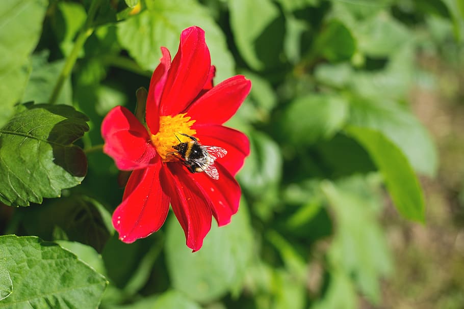 nature, bee, bumblebee, flora, flower, garden, green, honey HD wallpaper