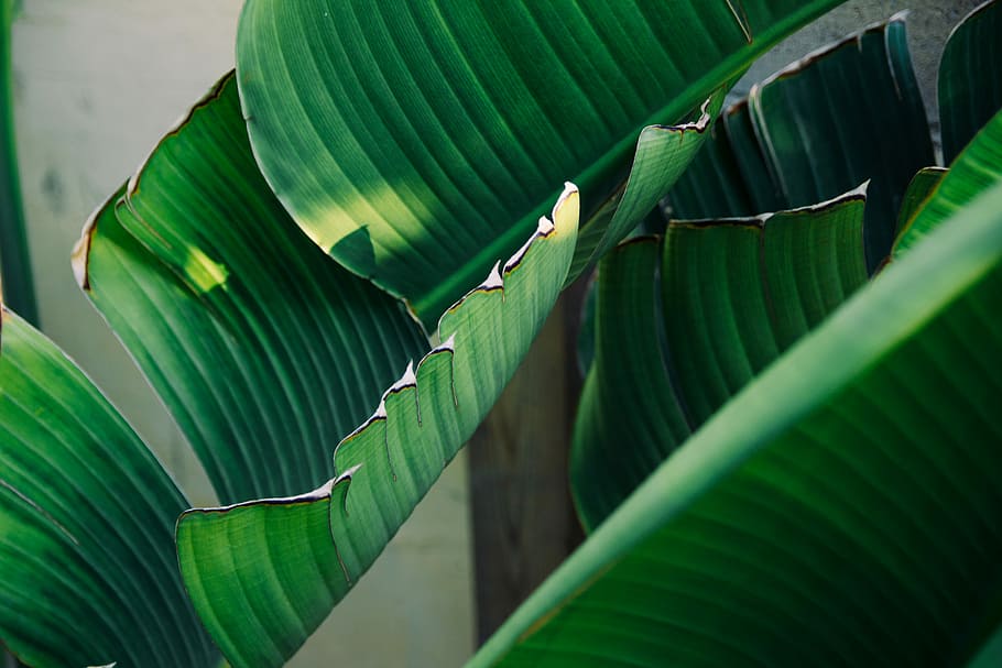 green leafed plant, green color, plant part, growth, banana leaf HD wallpaper