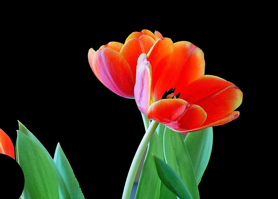 tulip, blossom, bloom, spring, flower, plant, early bloomer HD wallpaper