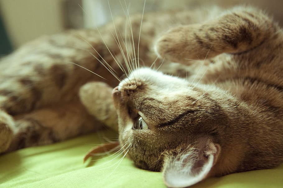 adult brown and black cat lies on green textile, bed, back HD wallpaper