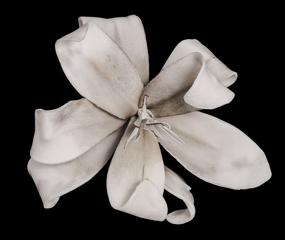 lily, white, blossom, bloom, black background, studio shot HD wallpaper