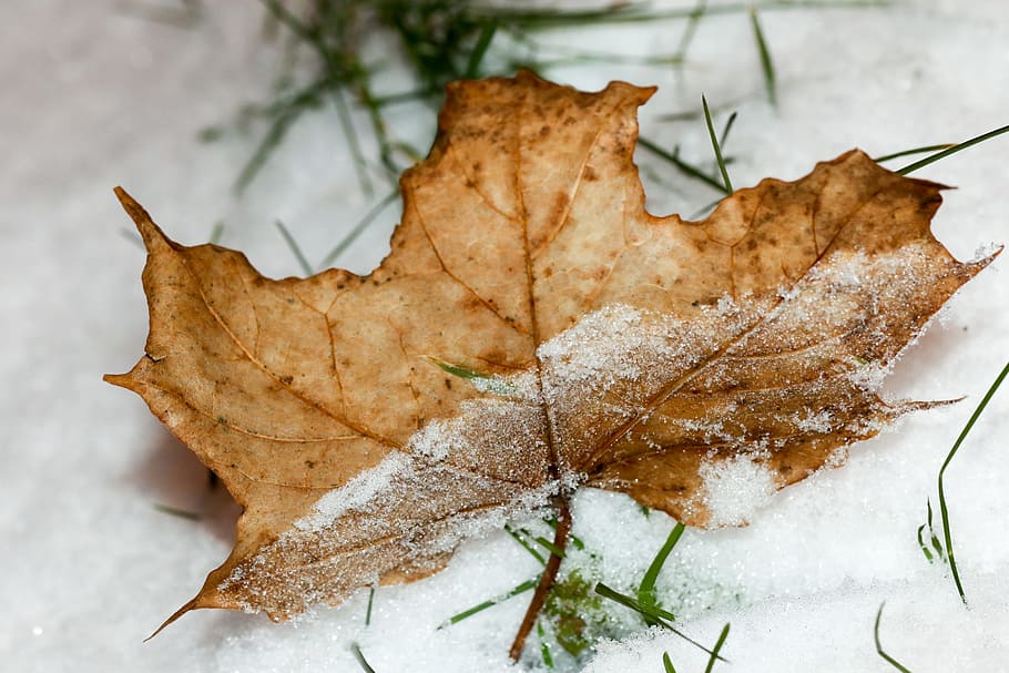 leaf, winter, snow, grass, nature, plant part, close-up, autumn HD wallpaper