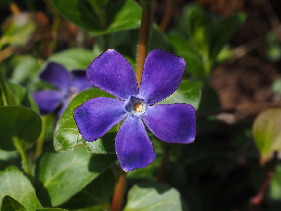 periwinkle, flower, blossom, bloom, purple, violet, vinca, dog gift greenhouse HD wallpaper