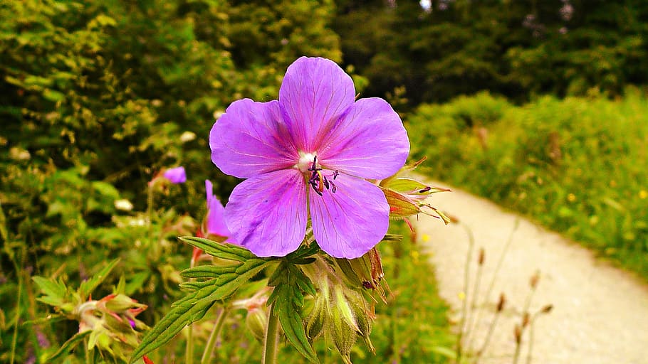 Flower, Primrose, Primula, Bloom, blossom, spring, park, park scene HD wallpaper