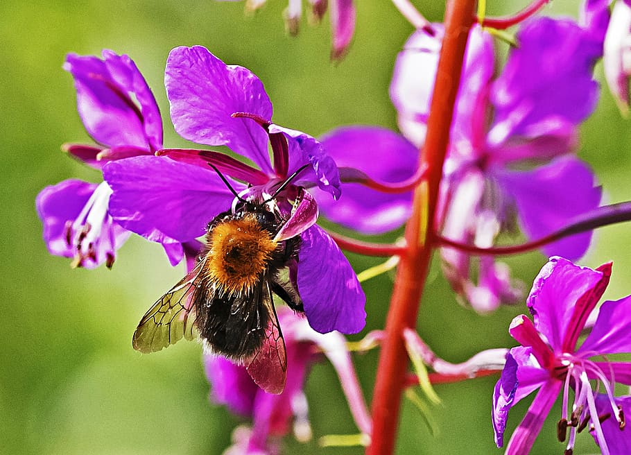 bee in bloom, summer, plant, insect, nature, flower, pollination HD wallpaper