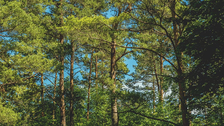 nature, forest, trees, branches, daylight, environment, foliage HD wallpaper