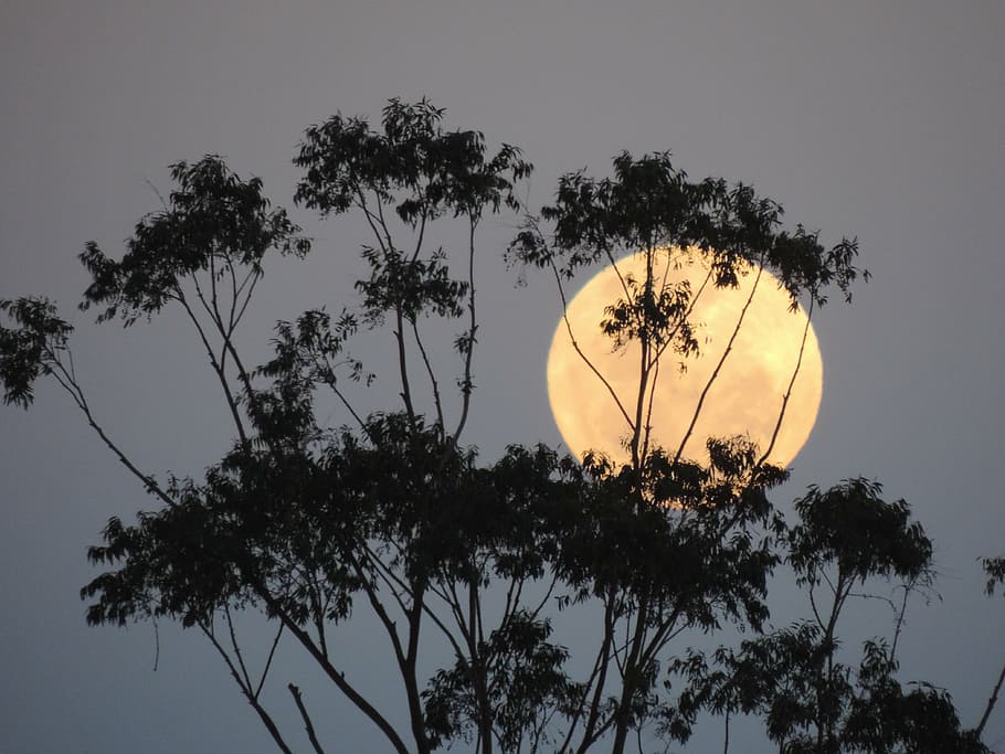 australia, supermoon, lunar, tree, plant, sky, growth, nature HD wallpaper