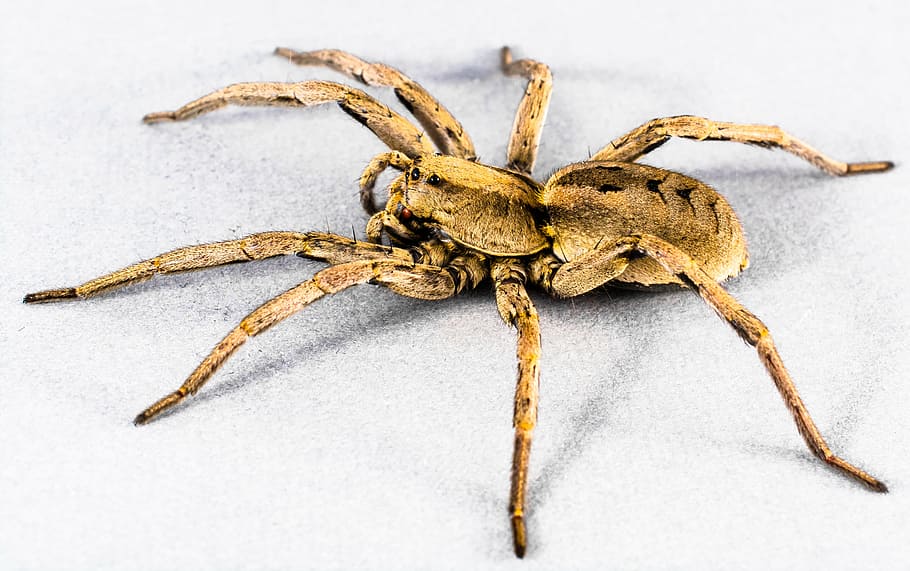 spider, arachnid, insect, close, animal, nature, wildlife, close-up HD wallpaper