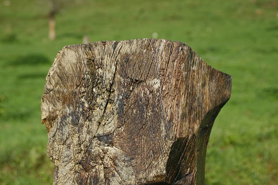 trunk, old, field, green, wood, tree, wood - material, focus on foreground HD wallpaper