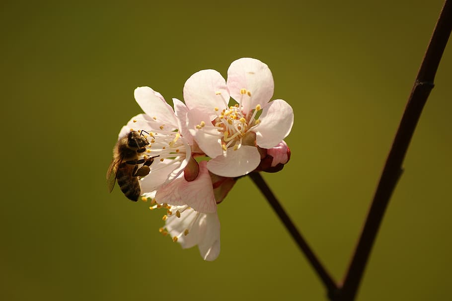 bee, flower, flowers, cherry, summer, garden, spring, macro HD wallpaper