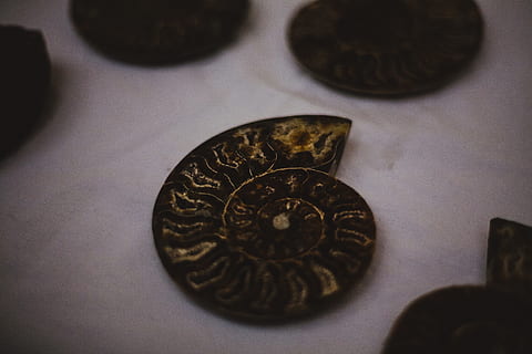 Copper Conch Shell Coin, black, blur, close -up, dark, gold, shape HD wallpaper