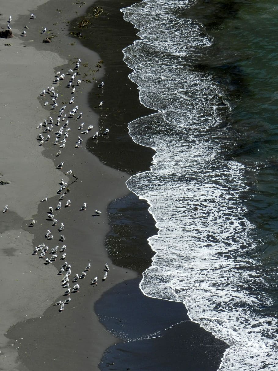 the pacific ocean, coast, beach, wave, gulls, a flock of, birds HD wallpaper