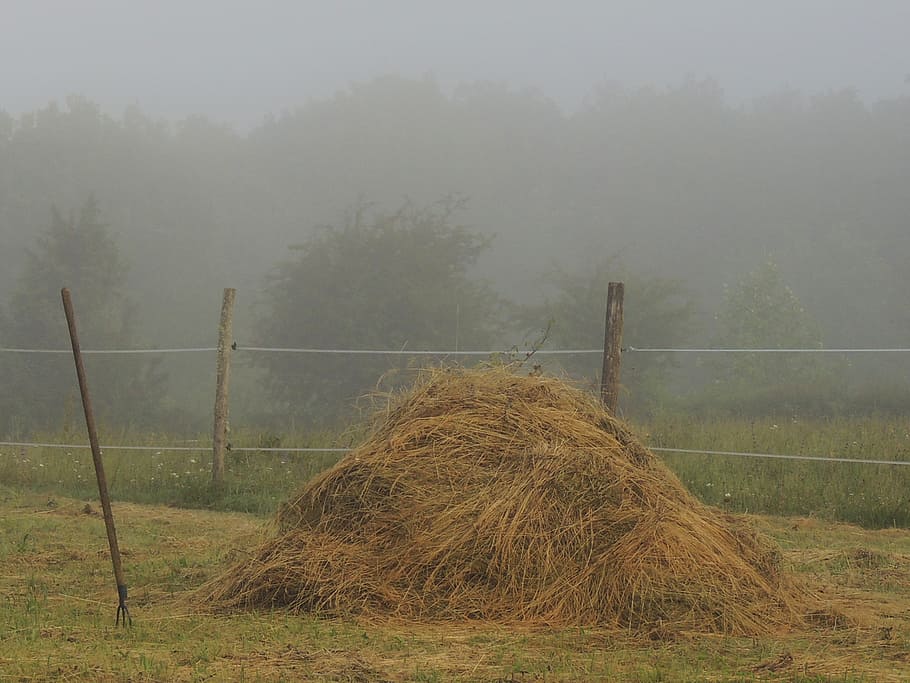 hay, grass, prairie, spring, fields, fog, fork, closing, wheel HD wallpaper