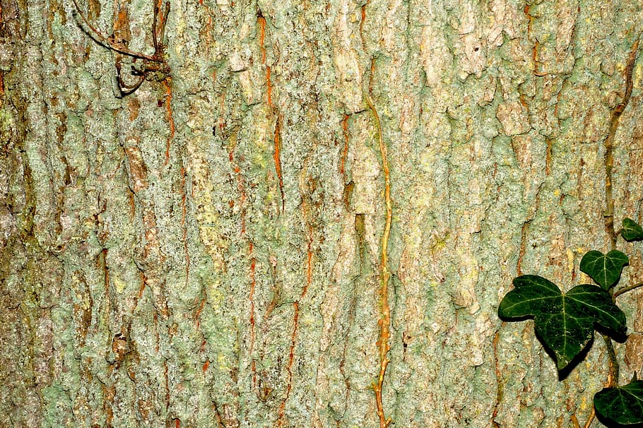bark, tree, log, nature, textured, trunk, tree trunk, plant HD wallpaper