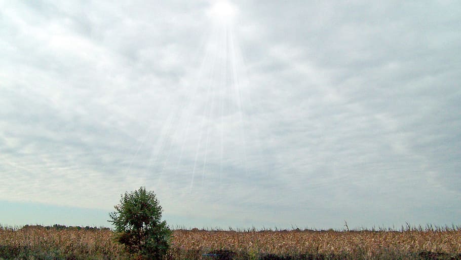 Indiana, Corn, Field, Cornfield, Autumn, fall, sky, clouds HD wallpaper
