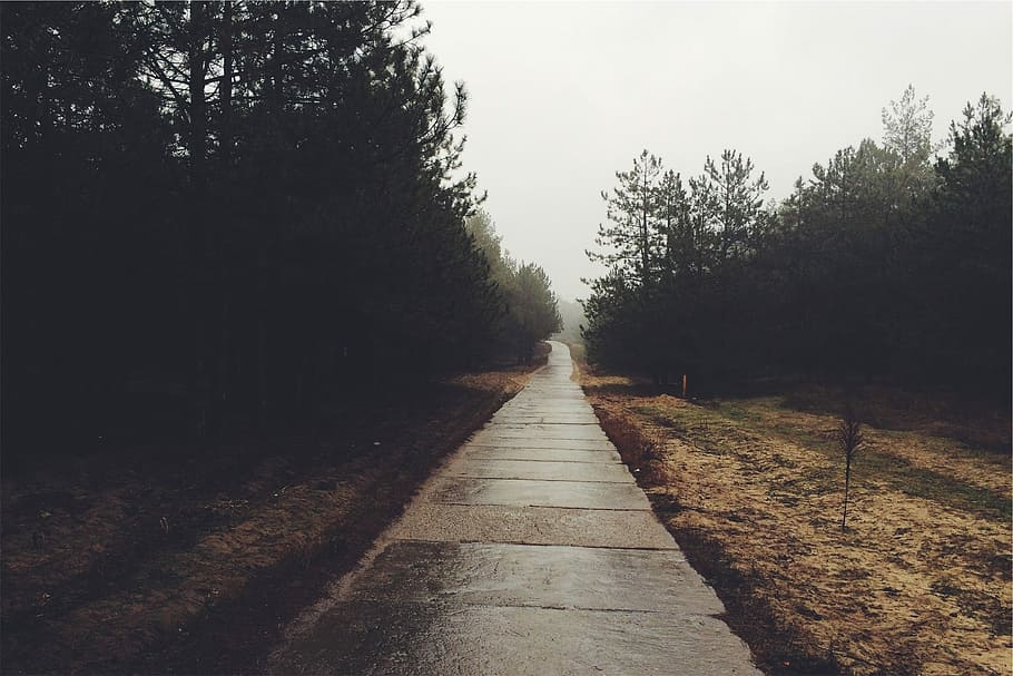 Path, Trail, Concrete, Trees, Forest, nature, the way forward HD wallpaper