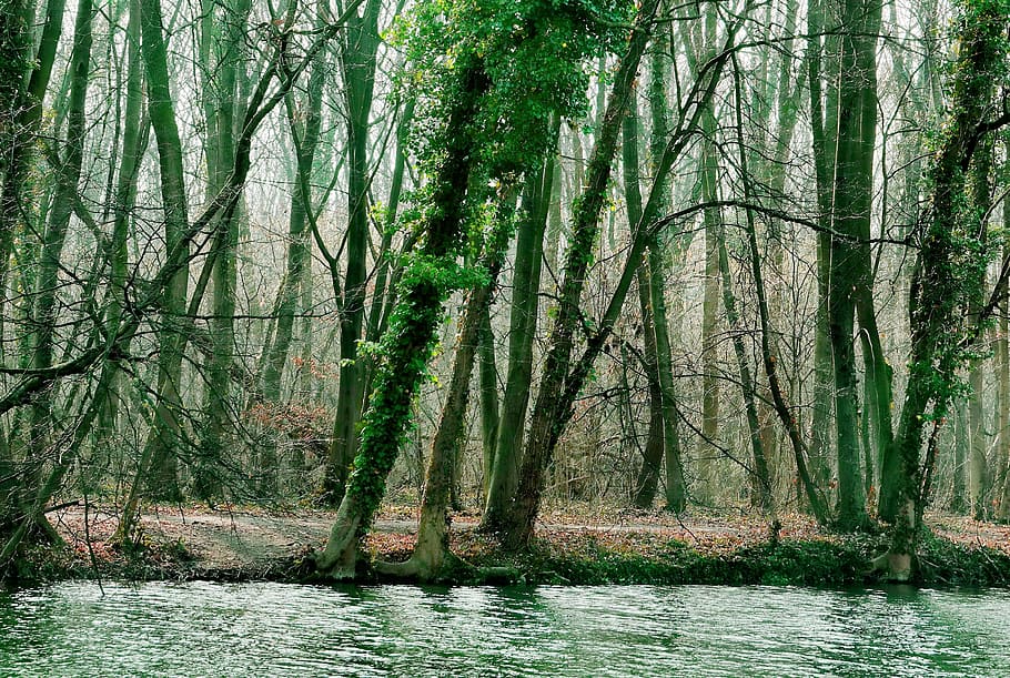 nature, winter, wood, tree, leaf, park, river, forest, water HD wallpaper