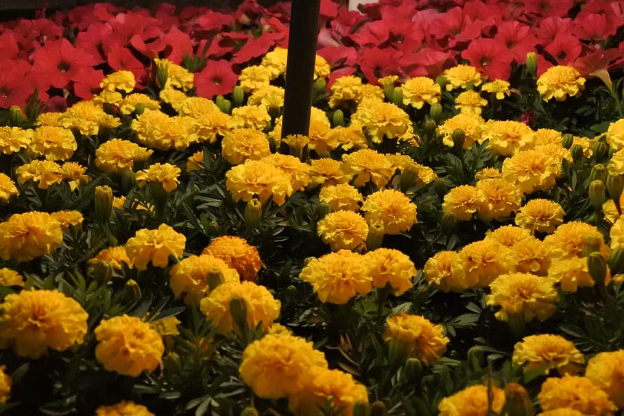 spring, flowers, plants, flowering plant, fragility, vulnerability HD wallpaper