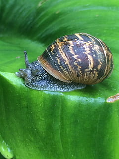 Snail, Leaf, Fresh, Nature, Wet, Mollusk, slime, brown, wildlife HD wallpaper