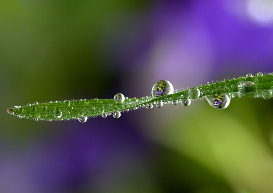 micro shot of green leaf with water drops, grass, rain, macro HD wallpaper