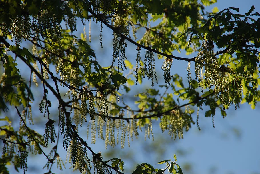 oak, flowers, buds, plant, tree, growth, beauty in nature, branch HD wallpaper