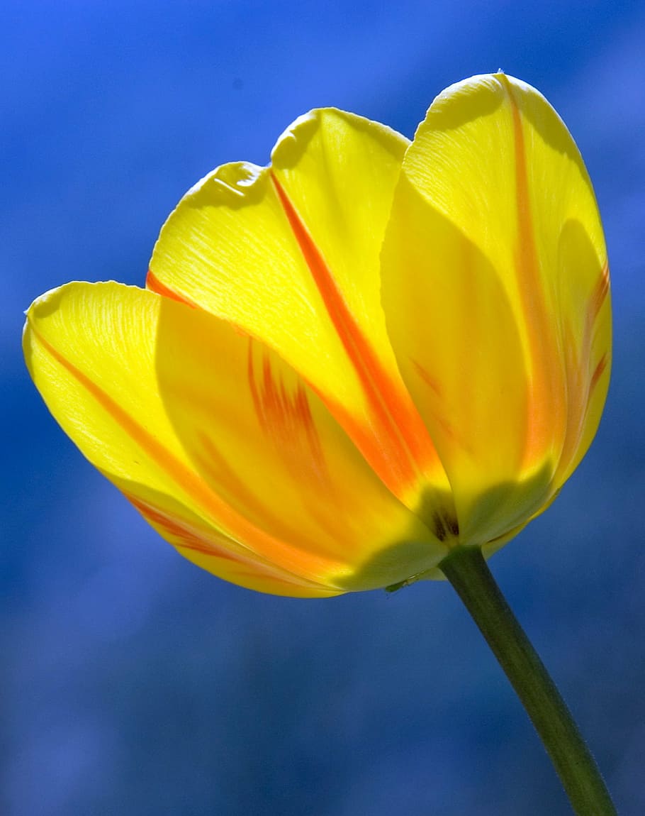 selective focus photography of yellow petaled flower, tulip HD wallpaper