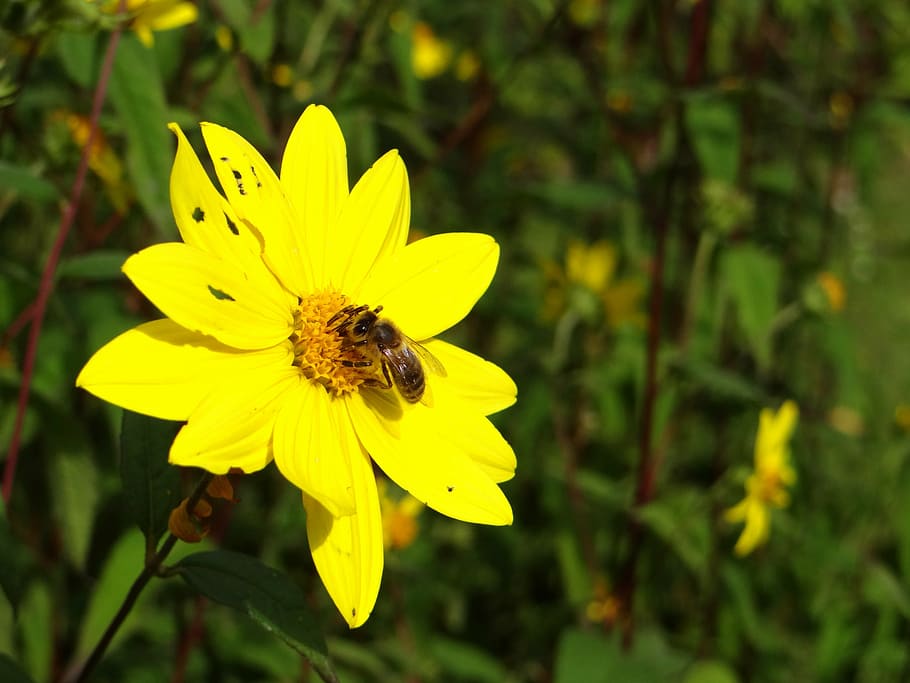 bee, insect, blossom, bloom, yellow, pollen, nature, plant HD wallpaper
