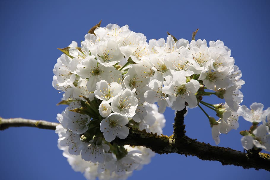 cherry, cherry blossoms, flowering, spring, flowering plant HD wallpaper