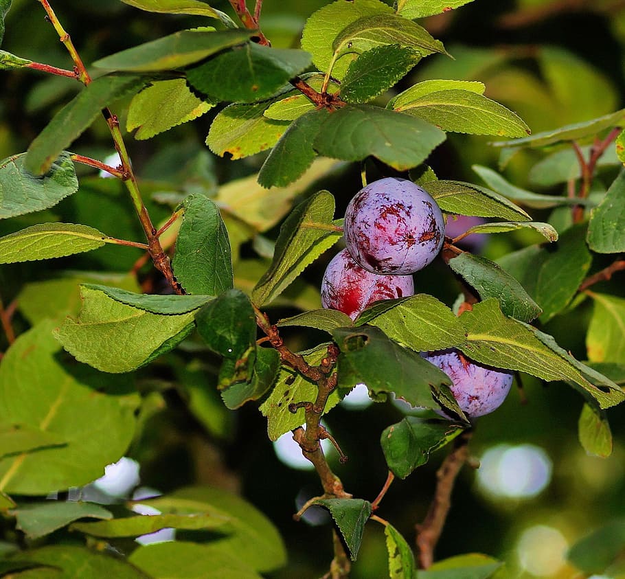 plum tree, plums, branches, leaves, fruit, sweet, vitamins HD wallpaper