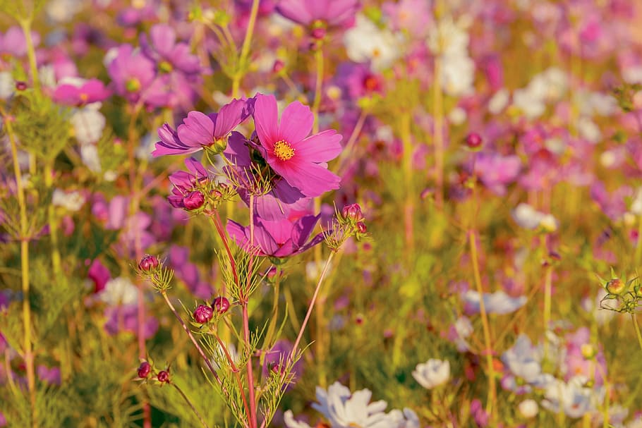 close up photography of pink comsmos flowers, cosmea, bloom, flower meadow, HD wallpaper