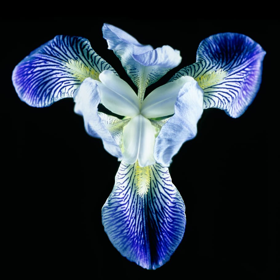 iris, flower, blossom, bloom, nature, blue, macro, flowering plant HD wallpaper