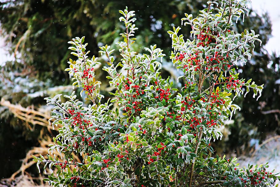nature, winter, holly, plant, growth, beauty in nature, flower HD wallpaper