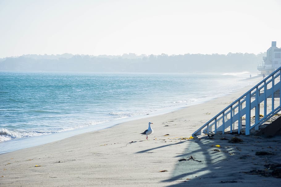 beach, sand, shore, ocean, sea, pigeon, birds, summer, sunshine HD wallpaper