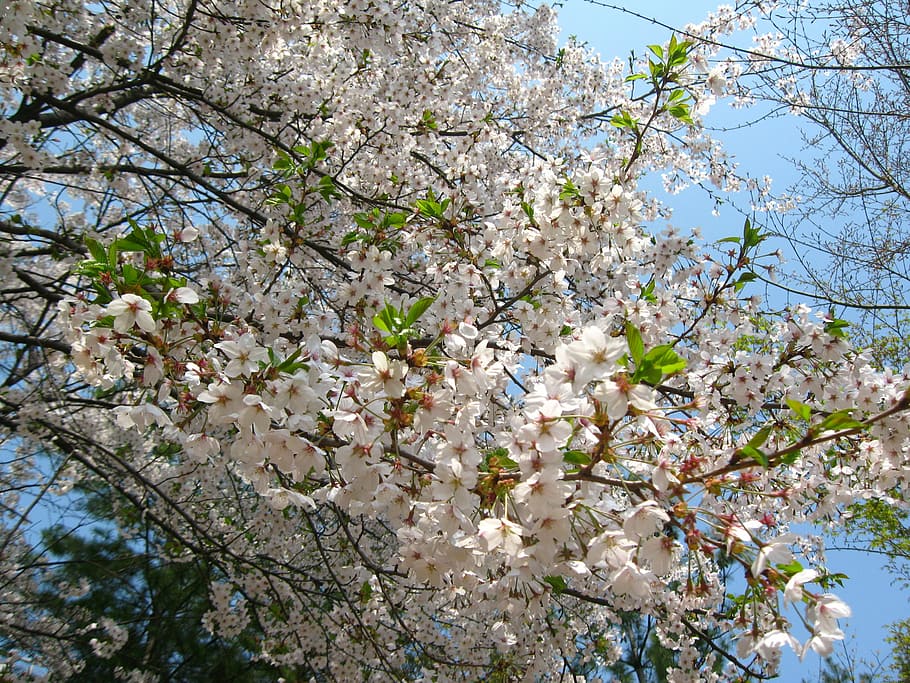 Cherry Blossom, Spring, Sky, cherry flowers, petal, tree, nature HD wallpaper