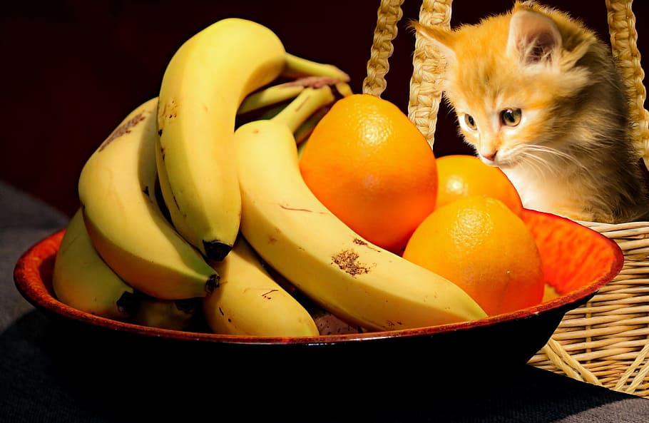food, fruit, cat, kitty, confection, desktop, sweet, basket HD wallpaper