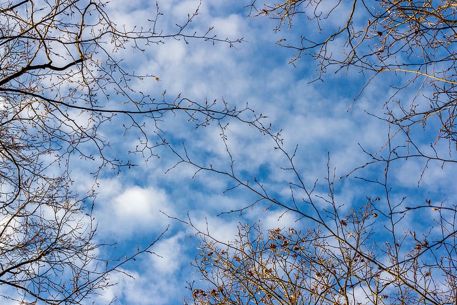 wood, nature, sky, weather, blue sky, branches, bright, fall HD wallpaper