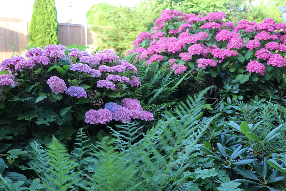 hydrangeas, plant, flowers, flowering plant, growth, vulnerability HD wallpaper