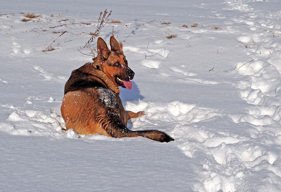 dog, german shepherd, winter, fun, snow, meadow, tarzana, spacer HD wallpaper