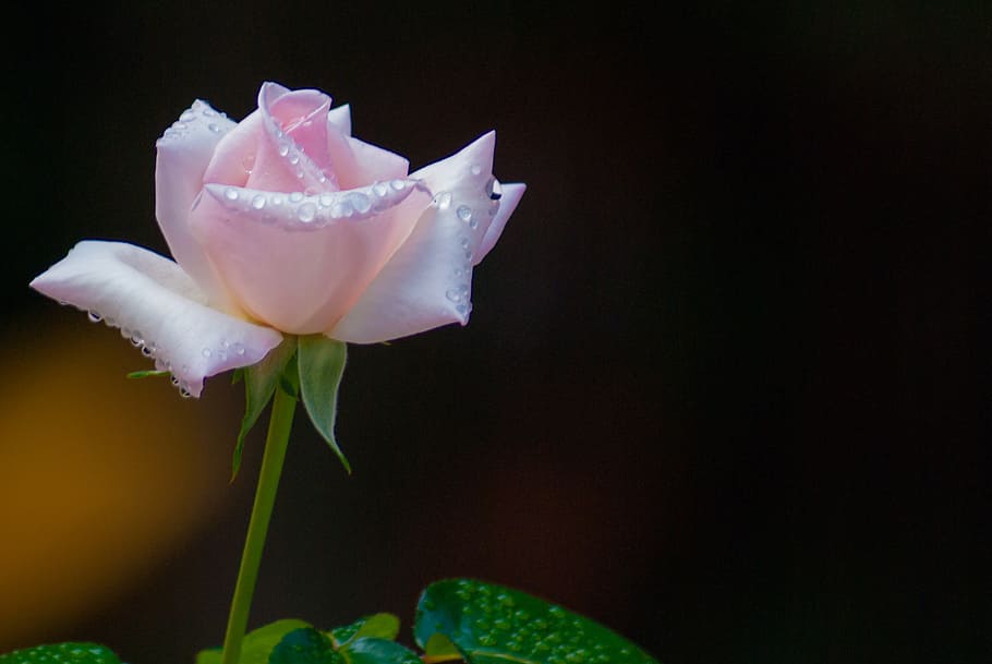 pink rose flower isolated on black background, dew, petal, romantic HD wallpaper