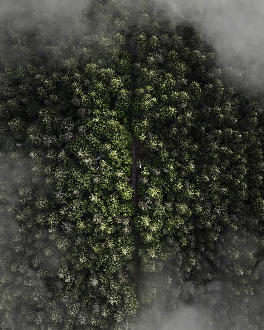 aerial photo of a green leaf trees, green textile, forest, cloud HD wallpaper