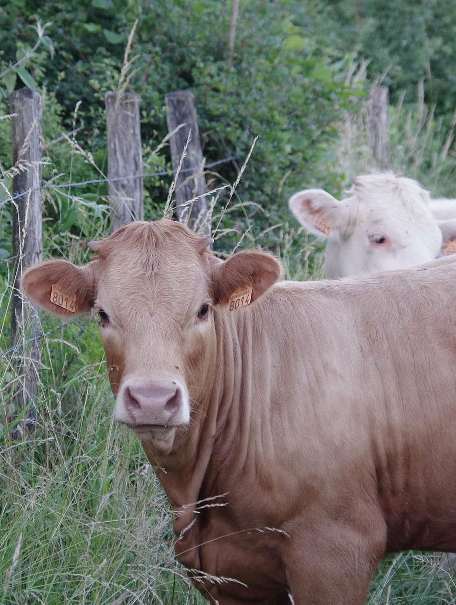cow, field, pre, cattle, animal, agriculture, farm, rural Scene HD wallpaper