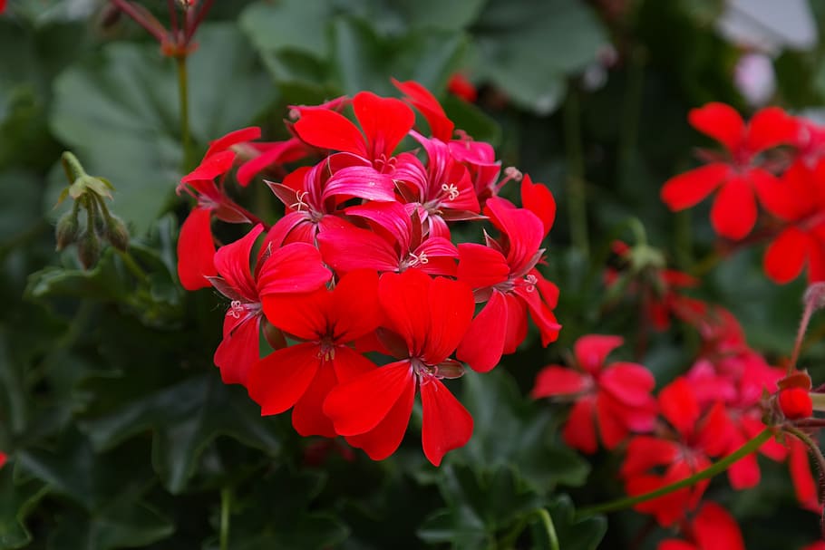 Geranium, Blossom, Bloom, Flower, red, flora, red geranium HD wallpaper