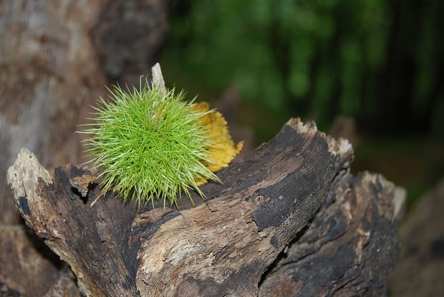 chestnut, sting, prickly, brown, fruit, sleeve, pieksig, fruits HD wallpaper
