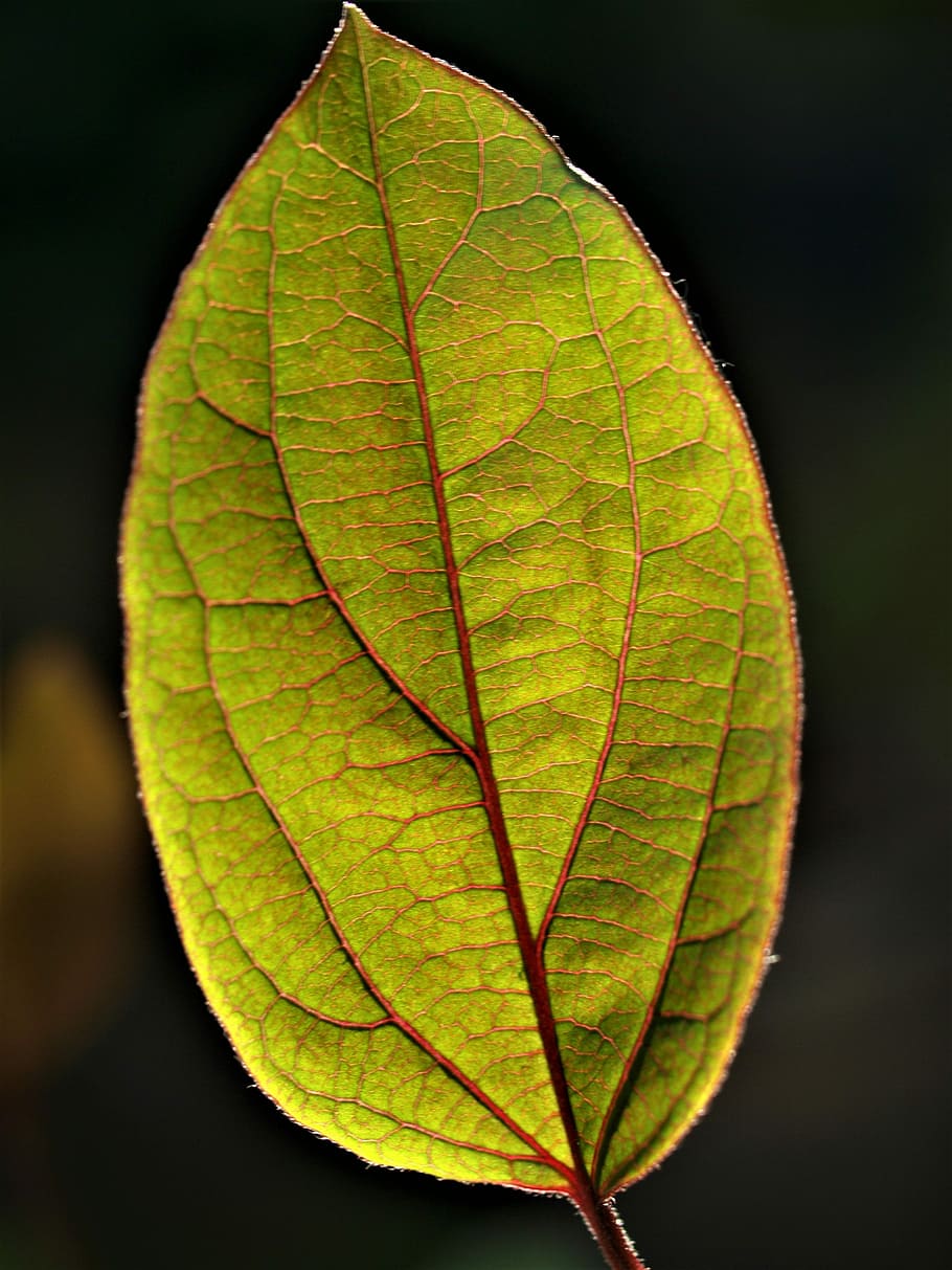 leaf, fall, flora, nature, growth, plant part, close-up, leaf vein HD wallpaper