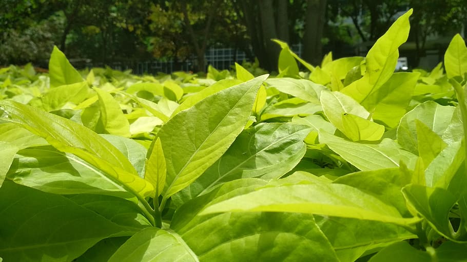 plants, green, nature, leaf, plant part, green color, growth HD wallpaper