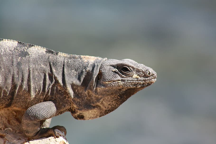 shallow focus photography of brown iguana, lizard, cancun, mexico HD wallpaper