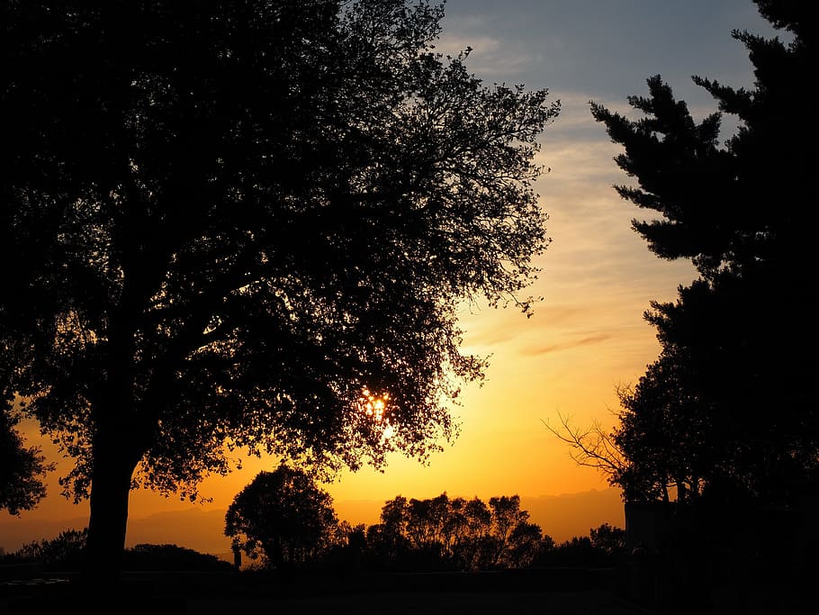evening sun, afterglow, sky, tree, romantic, sunset, nature HD wallpaper